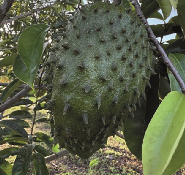 Zuurzak aan de boom